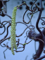 Corkscrew Hazel flowering in Spring